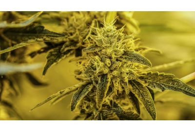 Best Fertilizer For Marijuana: 2023 Top Picks