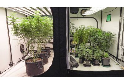 How Much Does it Cost to Grow Weed? Costs & Savings of Growing