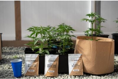 Cannabis Nutrients: Everything You Should Know About Fertilizers
