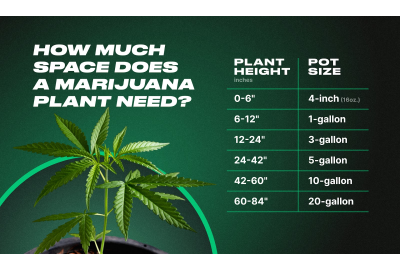 how much space does a cannabis plant need