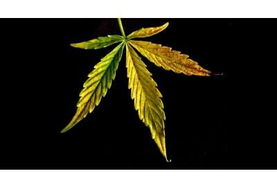 Brown Spots on Weed Leaves: Causes and Solutions