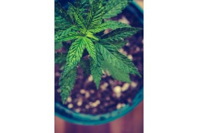 green cannabis plant