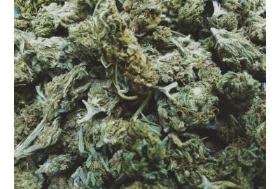 cannabis yields