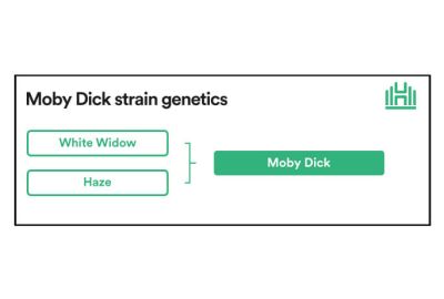 moby dick strain genetics