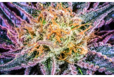 most euphoric weed strains