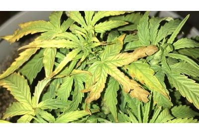 cannabis leaves turning yellow