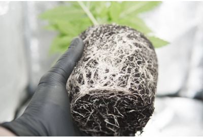 root bound cannabis plant