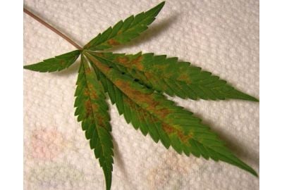 leaf septoria on cannabis