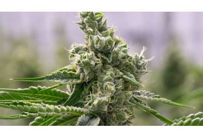 scrog sog cannabis homegrown