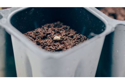 seed in soil