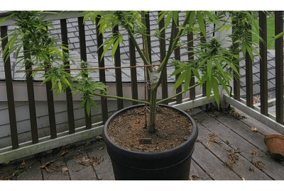 splitting stems on cannabis