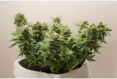topping autoflower plants pros and cons