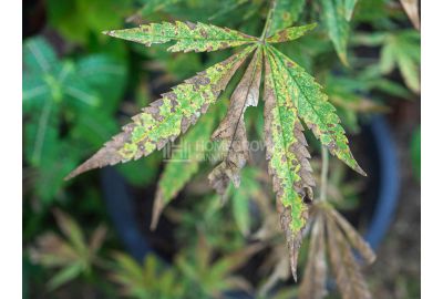 Verticillium wilt in cannabis leaf
