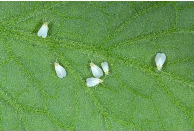 Getting Rid of Whiteflies on Cannabis Plants