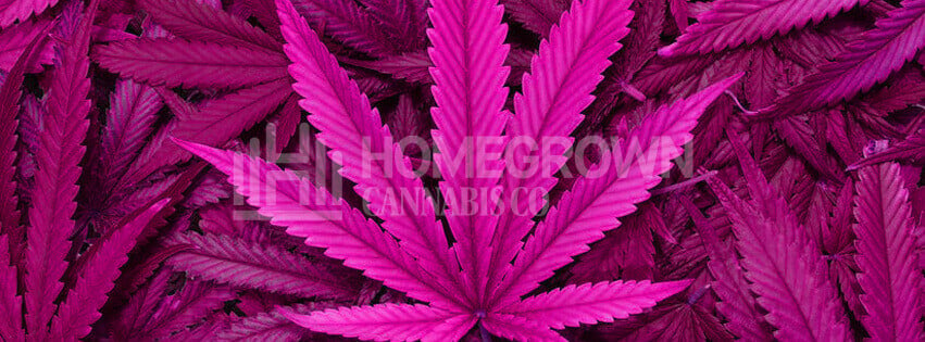 Purple Marijuana Leaves