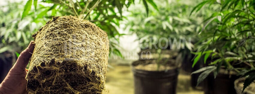 Healthy Roots Of Marijuana