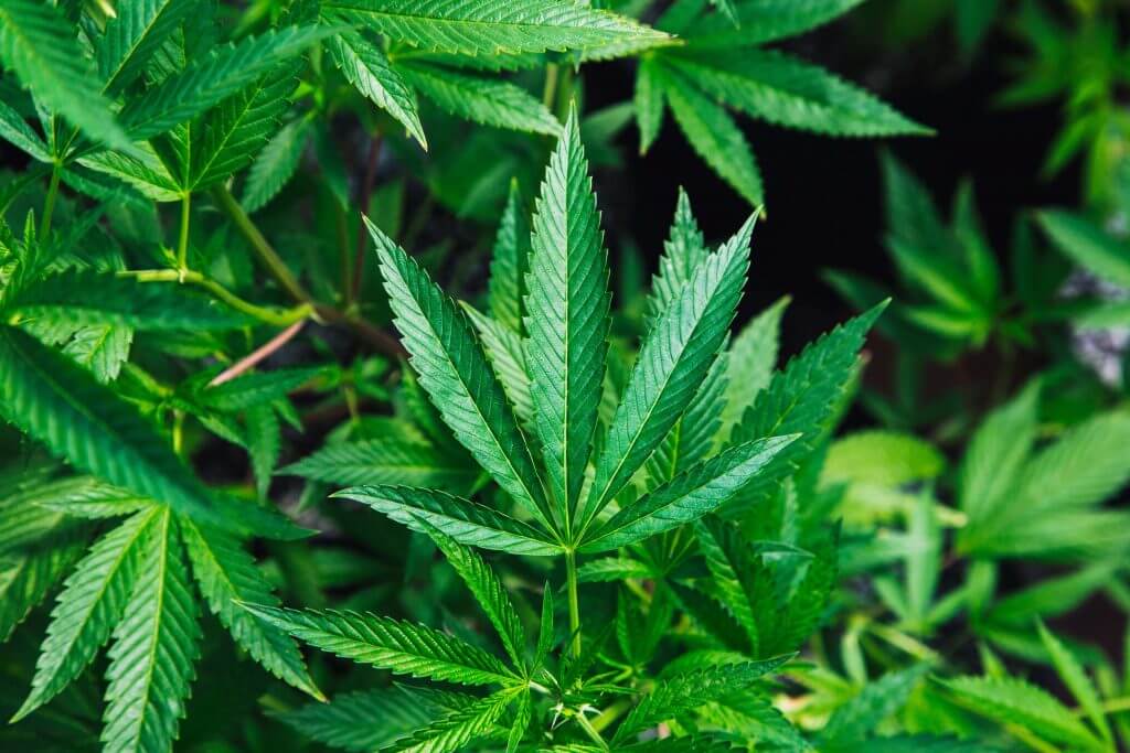 Everything There Is To Know About Cannabis Leaves