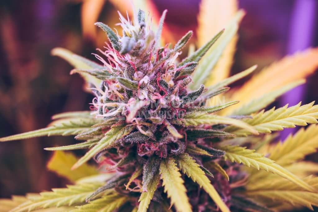 Purple cannabis flower