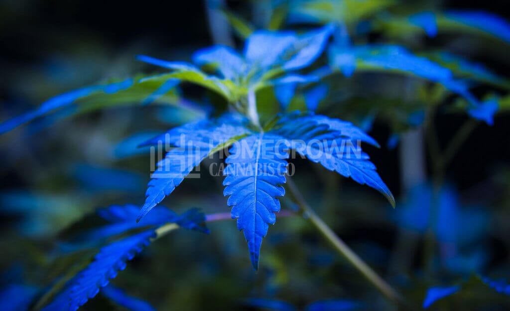 Ruderalis Cannabis Plant