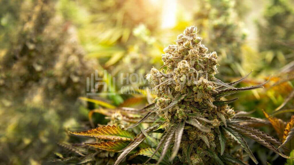 Ruderalis Cannabis Plant