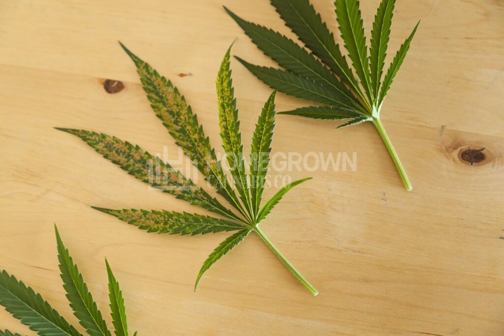 Cannabis leaves damaged by thrips