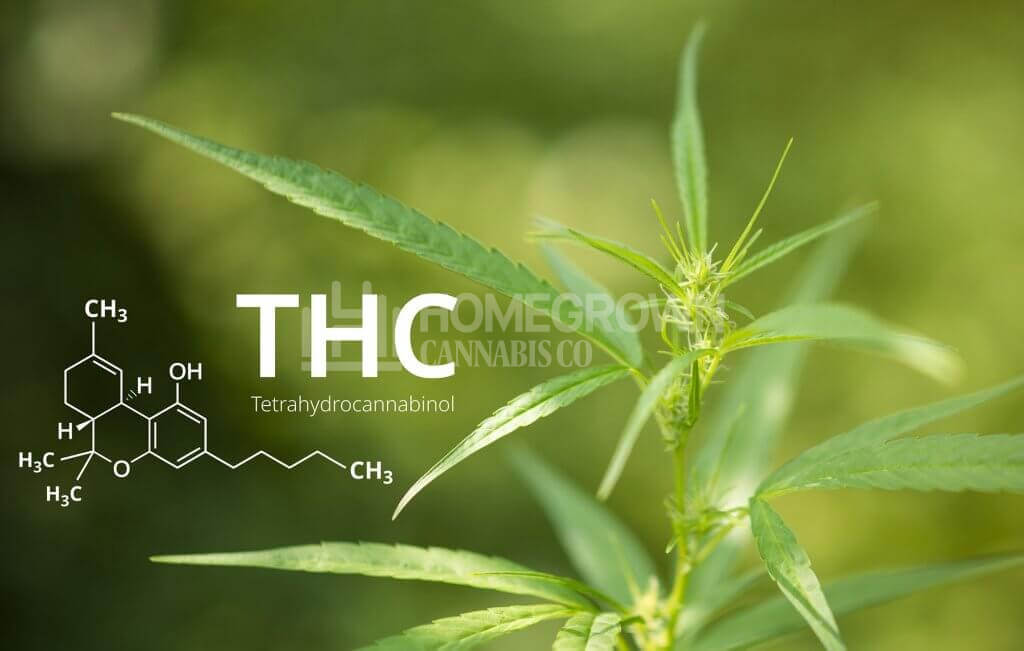 What does THC do to the brain and body