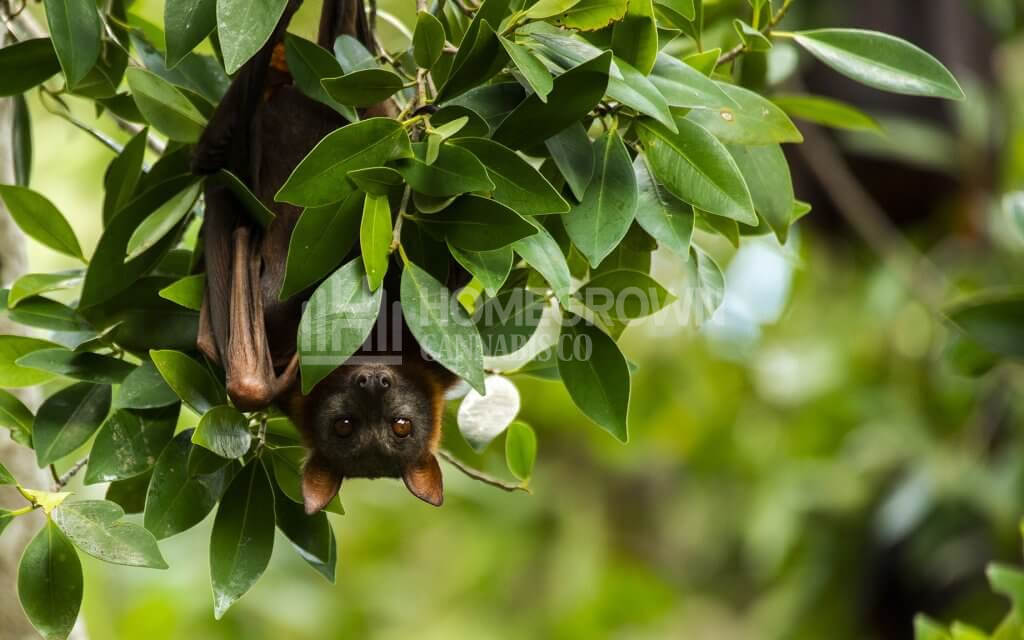  Bat during the day time.