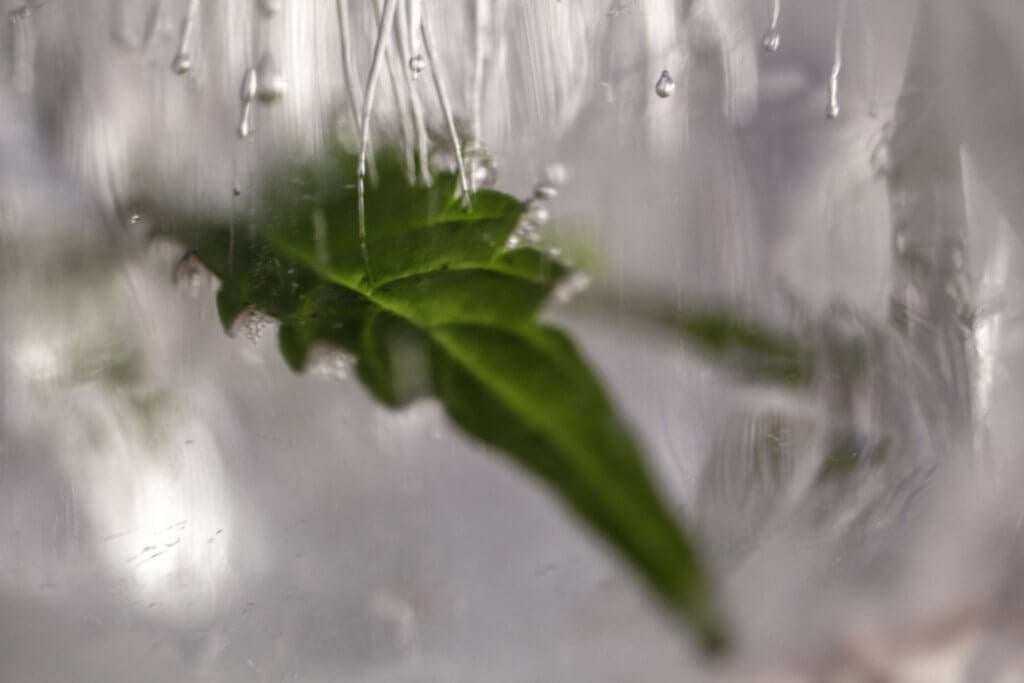Frozen cannabis leaf