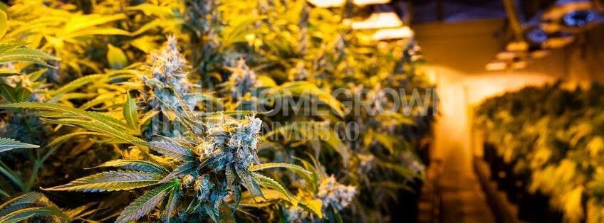Indoor Cannabis Plants Under Grow Lights