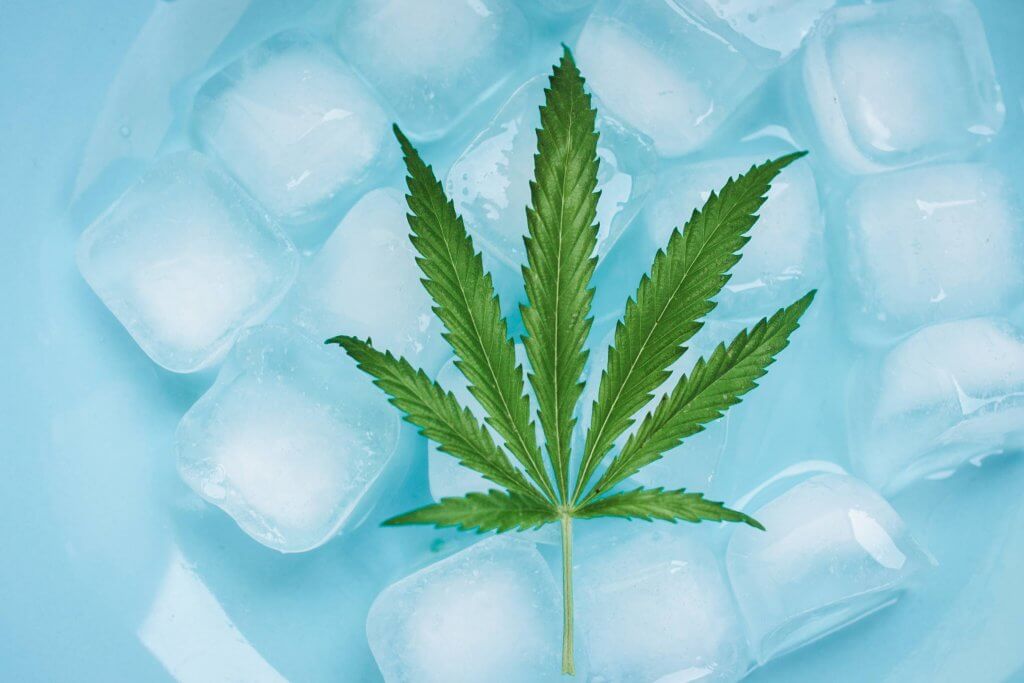 Marijuana leaf on ice cubes
