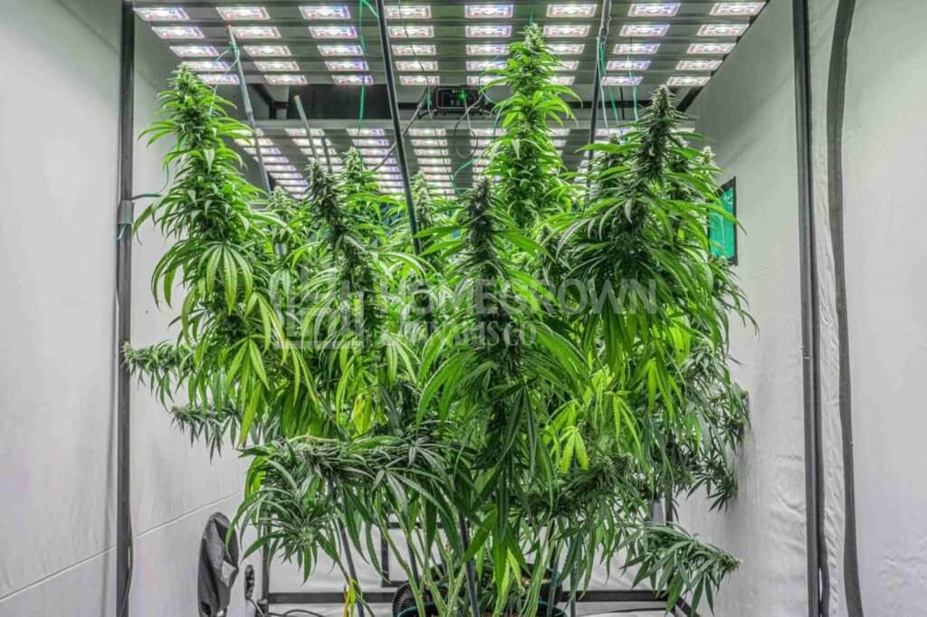 Cannabis plants indoors