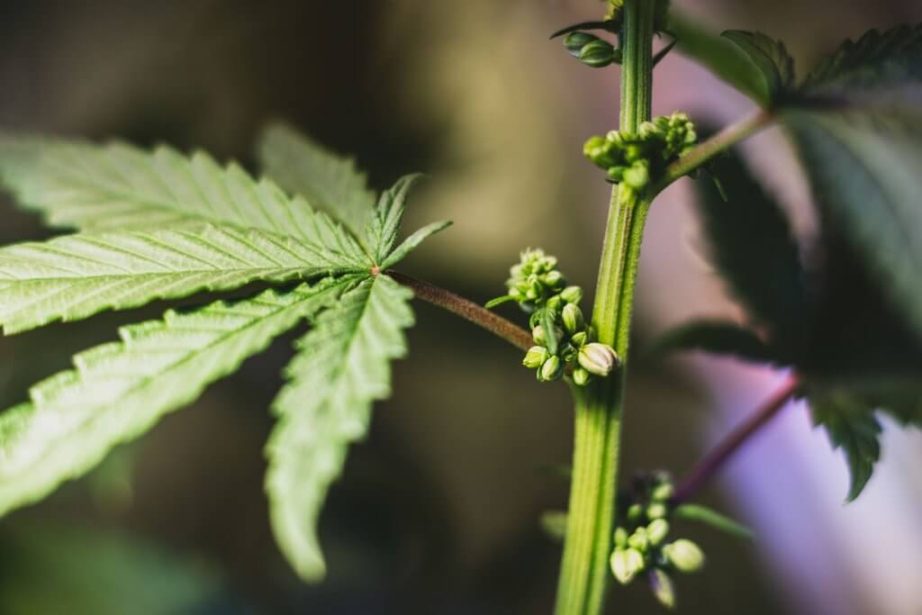 male cannabis plant