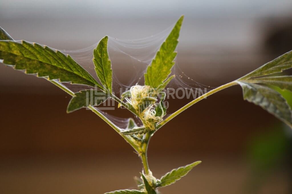 Spider Mites on Cannabis Plant
