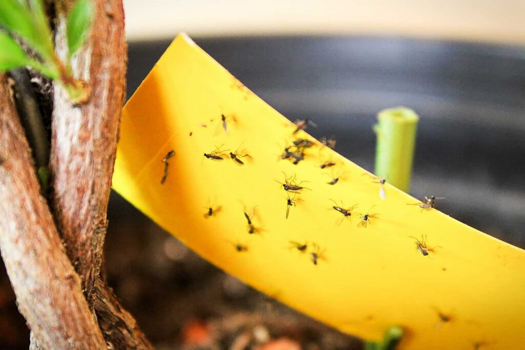 Fungus gnats on a yellow sticky trap