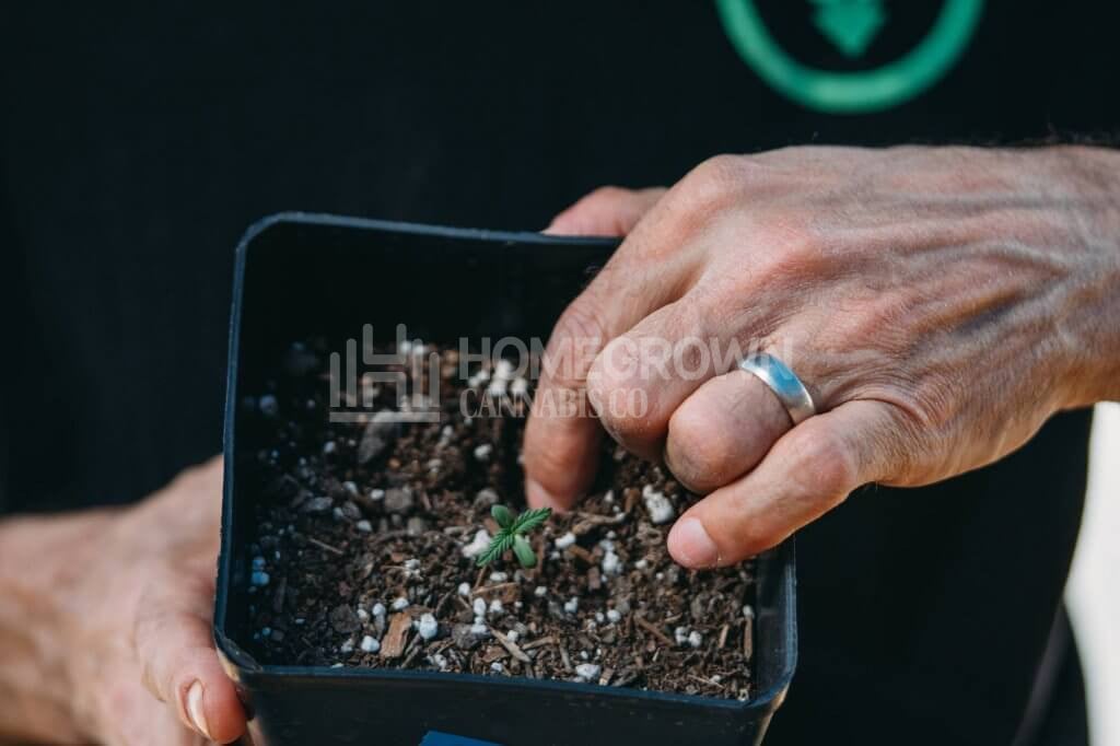 cannabis seedling in pot