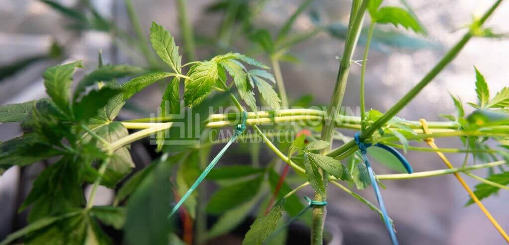 LST marijuana plants