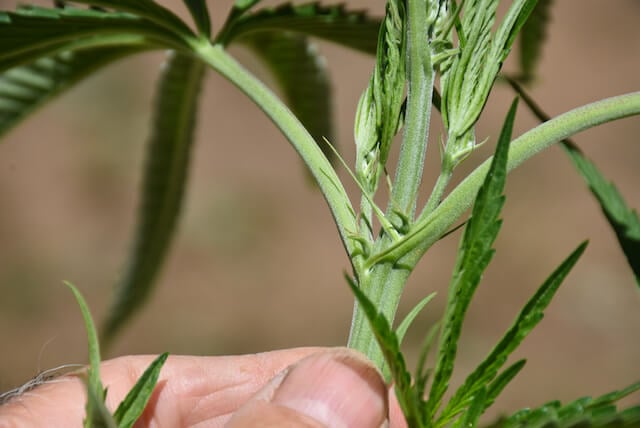 Female hairs starting to show on the cannabis plant