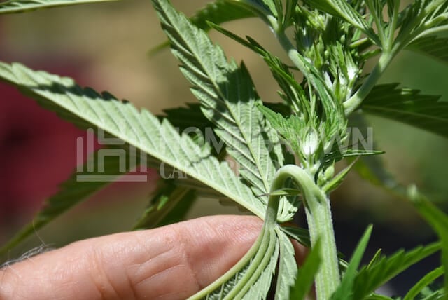 Pollen sacs beginning to develop on a male cannabis plant