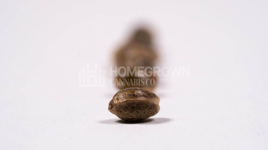 A line of healthy cannabis seeds