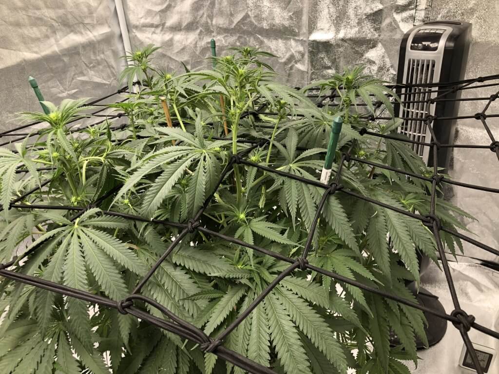 Cannabis plants in vegetative phase using Screen of Green method indoors