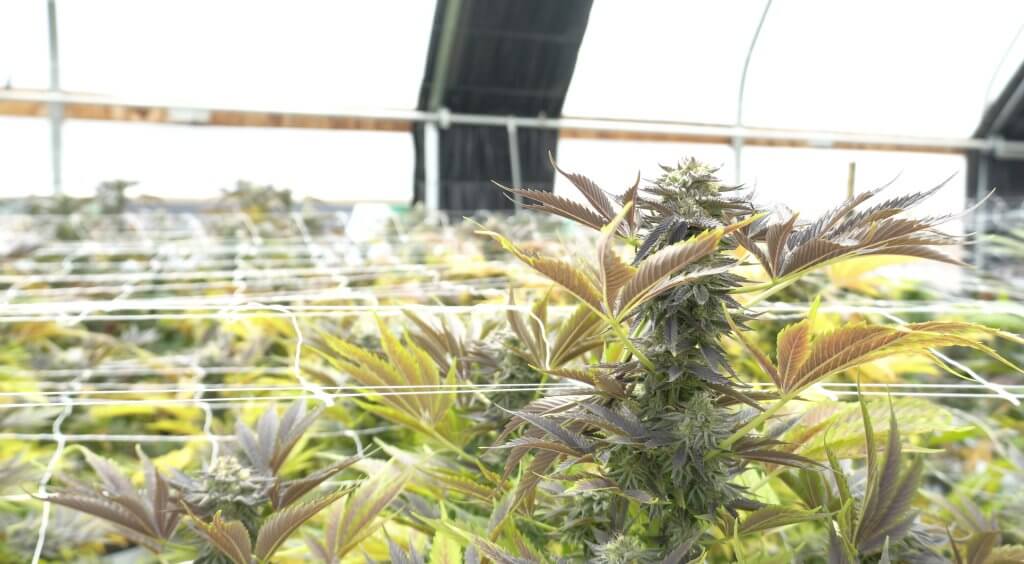 A cannabis plant in the flowering stage using Screen of Green outdoor