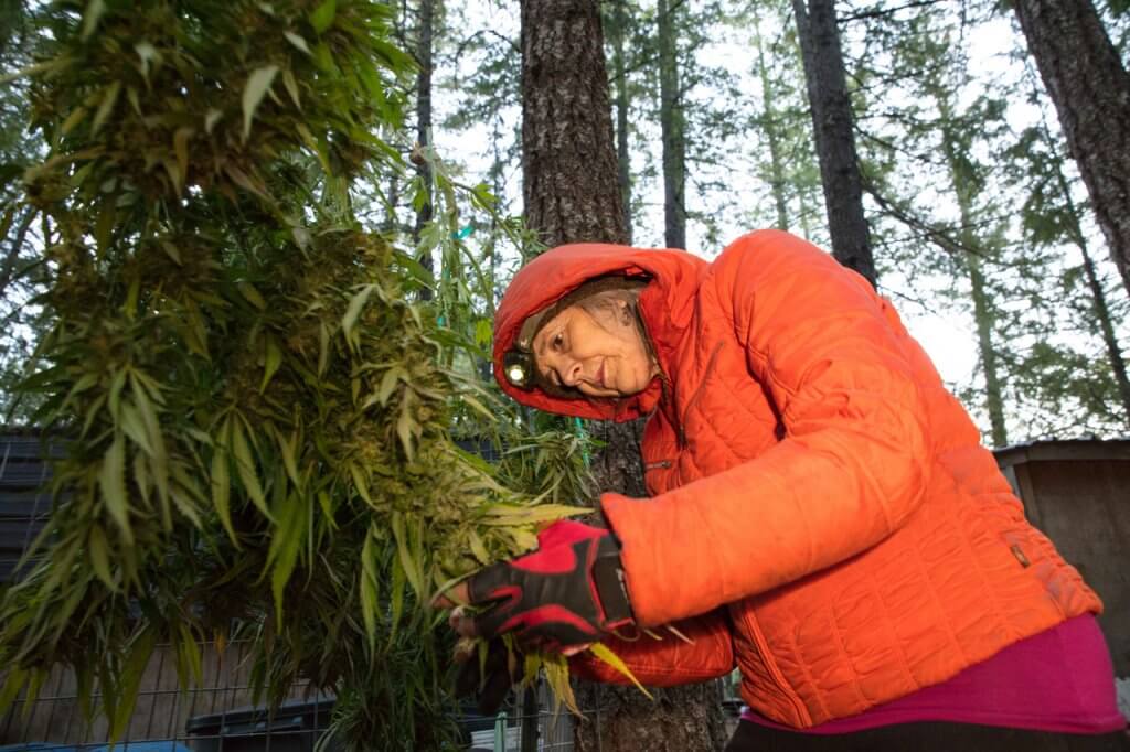 Nikki leafing a cannabis plant outdoors