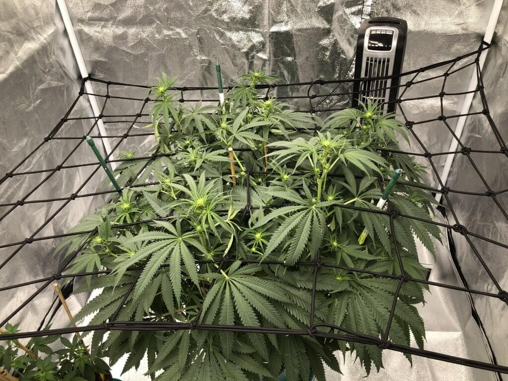 Use of the Screen of Green method inside a grow tent