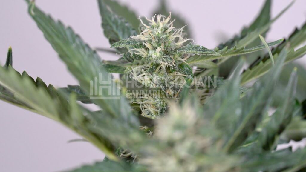 Healthy AK47 Marijuana Plant