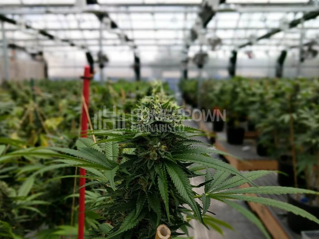 Sea of Green Cannabis in a Greenhouse