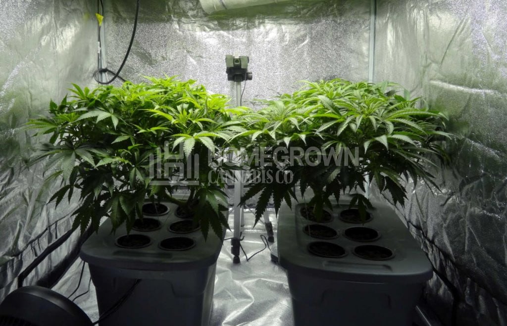 Two hydroponic cannabis plants