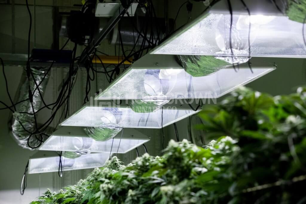 Marijuana plants under MH grow lights