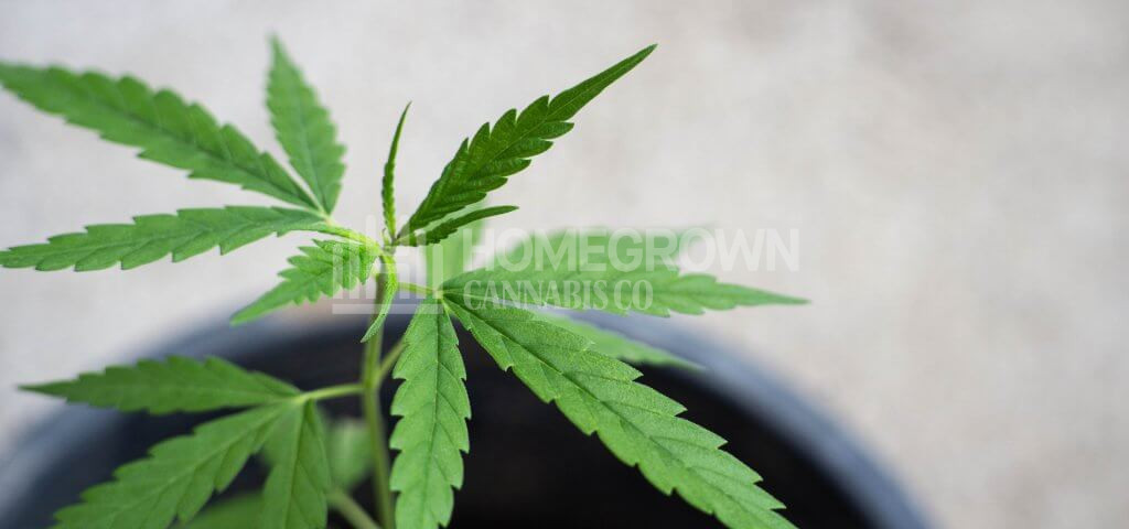 Cannabis Plant growing indoors in soil