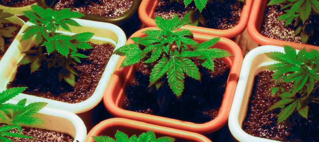 Cheap cannabis pots