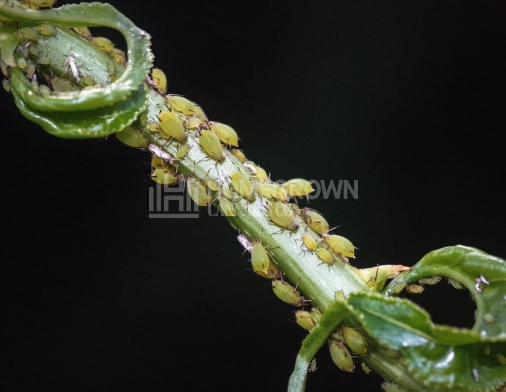 Cannabis aphids